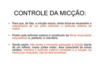 CONTROLE DA MICÇÃO:
• Para que, de fato, a micção ocorra, ainda torna-se necessário o
relaxamento de um outro esfíncter, o esfíncter externo da
uretra.
• Porém este esfíncter externo é constituído de fibras musculares
esqueléticas e, portanto, é voluntário.
• Sendo assim, não sendo o momento adequado à micção diante
de um reflexo, nosso córtex motor, área consciente de nosso
cérebro, manterá o esfíncter externo contraído e a micção, ao
menos por enquanto, não se fará acontecer.
 