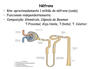 Néfrons
• Rim: aproximadamente 1 milhão de néfrons (cada);
• Funcionam independentemente;
• Composição: Glomérulo, Cápsula de Bowman
T.Proximal, Alça Henle, T.Distal, T. Coletor;
(Anidrase carbônica)
(Osmótico)
 