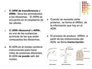 4.2 Código genético y síntesis de proteínas PRISCILA.ppt