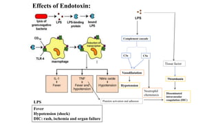 LPS
Complement cascade
C3a C5a
Vasodilatation
Hypotension
Neutrophil
chemotaxis
Tissue factor
Thrombosis
Disseminated
intravascular
coagulation (DIC)
Platelets activation and adhesion
Fever
Hypotension (shock)
DIC: rash, ischemia and organ failure
LPS
Effects of Endotoxin:
 