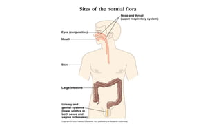 Sites of the normal flora
 