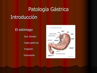 Patología Gástrica
Introducción
El estómago
Sub. División
Capas gástricas
Irrigación
Innervación
 