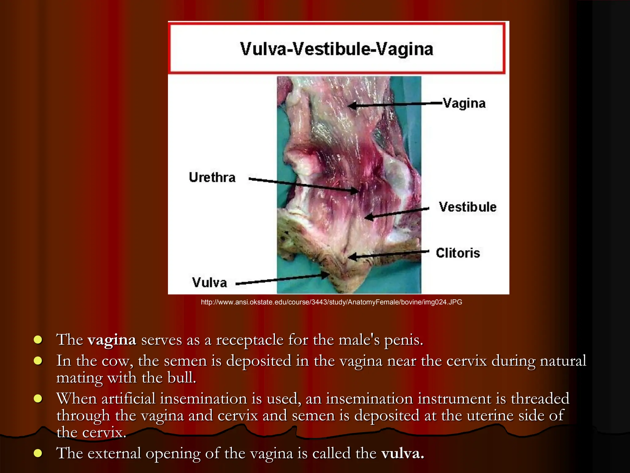  The vagina serves as a receptacle for the male's penis.
 In the cow, the semen is deposited in the vagina near the cervix during natural
mating with the bull.
 When artificial insemination is used, an insemination instrument is threaded
through the vagina and cervix and semen is deposited at the uterine side of
the cervix.
 The external opening of the vagina is called the vulva.
http://www.ansi.okstate.edu/course/3443/study/AnatomyFemale/bovine/img024.JPG
 