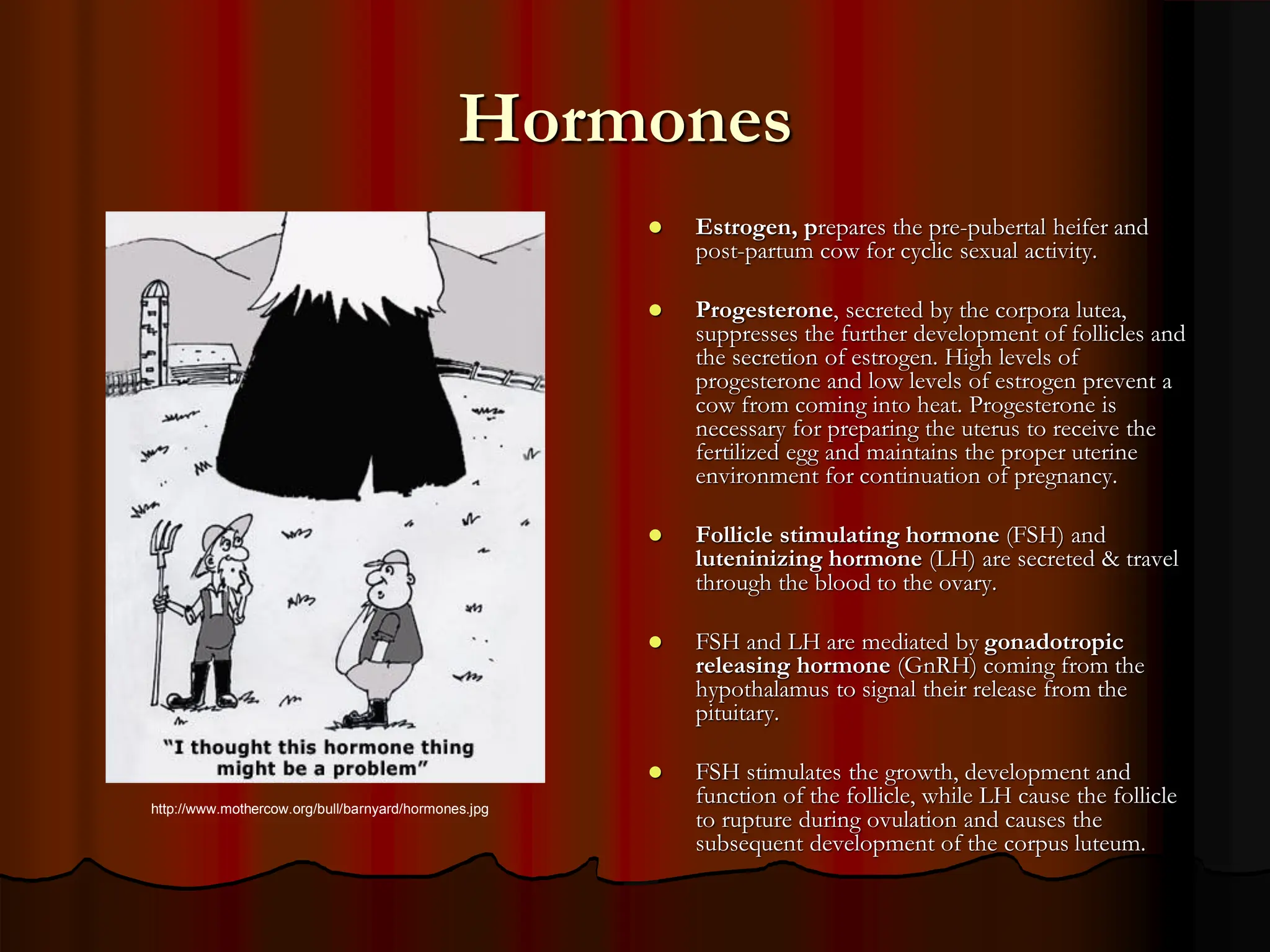 Hormones
 Estrogen, prepares the pre-pubertal heifer and
post-partum cow for cyclic sexual activity.
 Progesterone, secreted by the corpora lutea,
suppresses the further development of follicles and
the secretion of estrogen. High levels of
progesterone and low levels of estrogen prevent a
cow from coming into heat. Progesterone is
necessary for preparing the uterus to receive the
fertilized egg and maintains the proper uterine
environment for continuation of pregnancy.
 Follicle stimulating hormone (FSH) and
luteninizing hormone (LH) are secreted & travel
through the blood to the ovary.
 FSH and LH are mediated by gonadotropic
releasing hormone (GnRH) coming from the
hypothalamus to signal their release from the
pituitary.
 FSH stimulates the growth, development and
function of the follicle, while LH cause the follicle
to rupture during ovulation and causes the
subsequent development of the corpus luteum.
http://www.mothercow.org/bull/barnyard/hormones.jpg
 