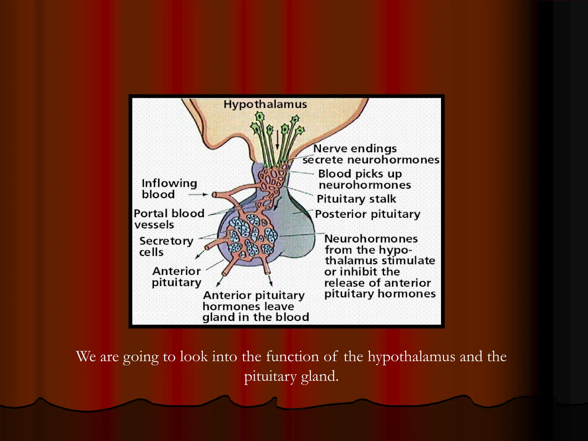 We are going to look into the function of the hypothalamus and the
pituitary gland.
 