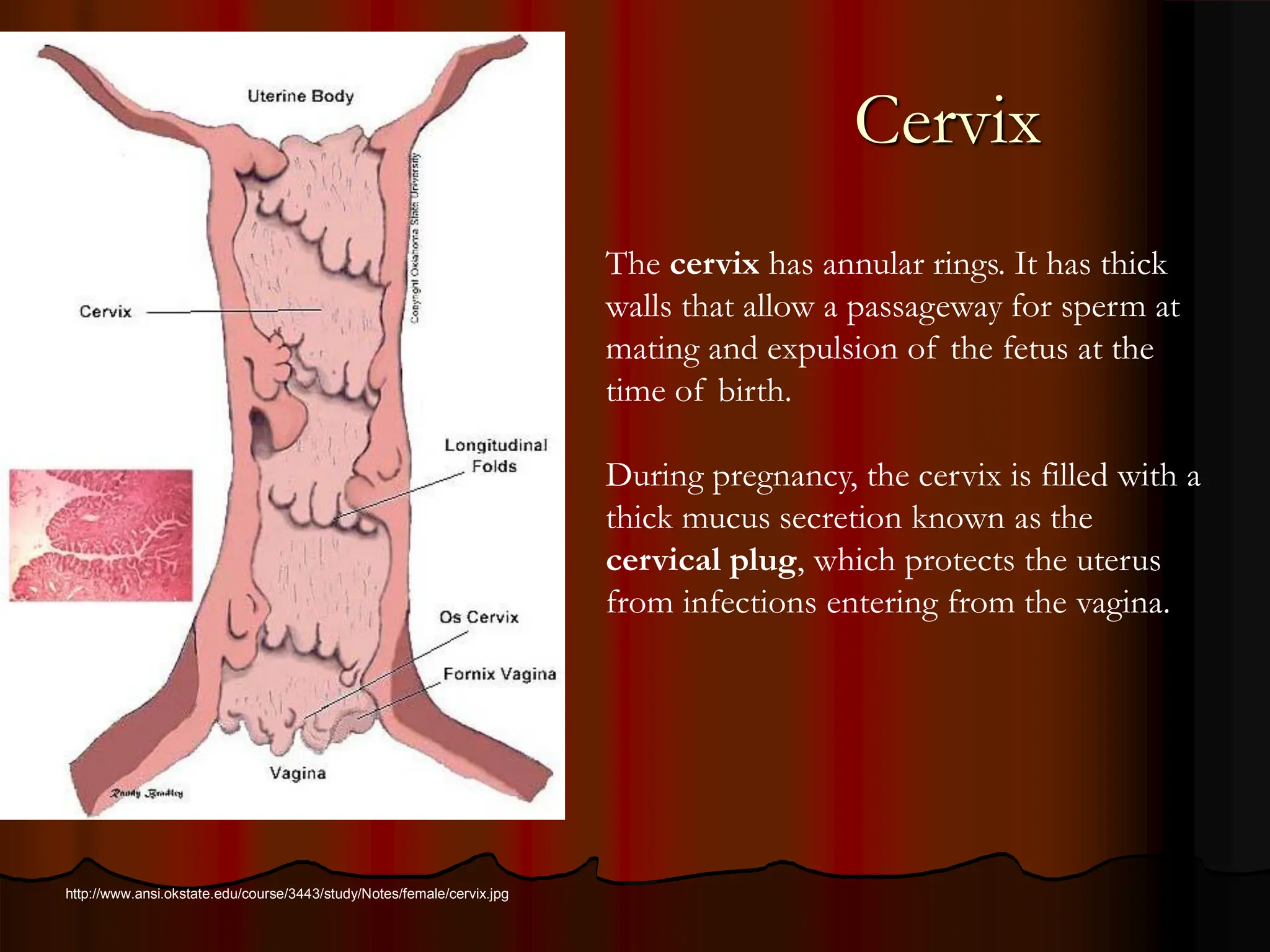 Cervix
The cervix has annular rings. It has thick
walls that allow a passageway for sperm at
mating and expulsion of the fetus at the
time of birth.
During pregnancy, the cervix is filled with a
thick mucus secretion known as the
cervical plug, which protects the uterus
from infections entering from the vagina.
http://www.ansi.okstate.edu/course/3443/study/Notes/female/cervix.jpg
 