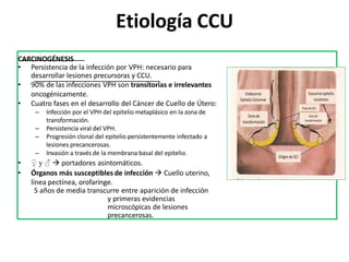 Etiología CCU
CARCINOGÉNESIS
• Persistencia de la infección por VPH: necesario para
desarrollar lesiones precursoras y CCU.
• 90% de las infecciones VPH son transitorias e irrelevantes
oncogénicamente.
• Cuatro fases en el desarrollo del Cáncer de Cuello de Útero:
– Infección por el VPH del epitelio metaplásico en la zona de
transformación.
– Persistencia viral del VPH.
– Progresión clonal del epitelio persistentemente infectado a
lesiones precancerosas.
– Invasión a través de la membrana basal del epitelio.
• ♀ y ♂  portadores asintomáticos.
• Órganos más susceptibles de infección  Cuello uterino,
línea pectínea, orofaringe.
5 años de media transcurre entre aparición de infección
y primeras evidencias
microscópicas de lesiones
precancerosas.
 