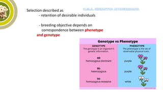 Selection described as
- retention of desirable individuals
- breeding objective depends on
correspondence between phenotype
and genotype
 