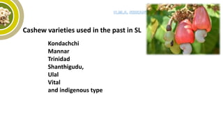 Cashew varieties used in the past in SL
Kondachchi
Mannar
Trinidad
Shanthigudu,
Ulal
Vital
and indigenous type
 