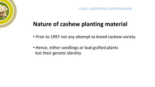Nature of cashew planting material
• Prior to 1997 not any attempt to breed cashew variety
• Hence, either seedlings or bud grafted plants
lost their genetic identity
 