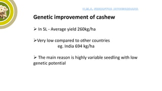 Genetic improvement of cashew
 In SL - Average yield 260kg/ha
Very low compared to other countries
eg. India 694 kg/ha
 The main reason is highly variable seedling with low
genetic potential
 