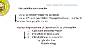 This could be overcome by
- Use of genetically improved seedlings
- Use of VP clone (Vegetative Propagation Clones) in order to
achieve homogenetic stands
Genetic improvement of cashew could be achieved by
1. Collection and conservation
2. Evaluation of germplasm
3. introduction of new varieties
by hybridization
Biotechnology
 