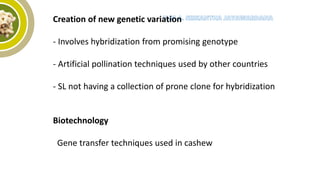 Creation of new genetic variation
- Involves hybridization from promising genotype
- Artificial pollination techniques used by other countries
- SL not having a collection of prone clone for hybridization
Biotechnology
Gene transfer techniques used in cashew
 