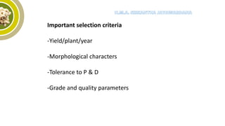 Important selection criteria
-Yield/plant/year
-Morphological characters
-Tolerance to P & D
-Grade and quality parameters
 