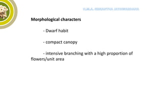 Morphological characters
- Dwarf habit
- compact canopy
- intensive branching with a high proportion of
flowers/unit area
 