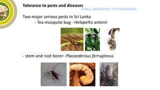 Tolerance to pests and diseases
Two major serious pests in Sri Lanka
- Tea mosquito bug - Helopeltis antonii
- stem and root borer- Placaederous ferrugineus
 