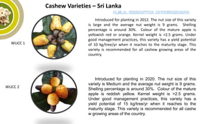 Introduced for planting in 2012. The nut size of this variety
is large and the average nut weight is 9 grams. Shelling
percentage is around 30%. Colour of the mature apple is
yellowish red or orange. Kernel weight is >2.5 grams. Under
good management practices, this variety has a yield potential
of 10 kg/tree/yr when it reaches to the maturity stage. This
variety is recommended for all cashew growing areas of the
country.
WUCC 1
WUCC 2
Introduced for planting in 2020. The nut size of this
variety is Medium and the average nut weight is 9 grams.
Shelling percentage is around 30%. Colour of the mature
apple is reddish yellow. Kernel weight is >2.5 grams.
Under good management practices, this variety has a
yield potential of 15 kg/tree/yr when it reaches to the
maturity stage. This variety is recommended for all cashe
w growing areas of the country.
Cashew Varieties – Sri Lanka
 