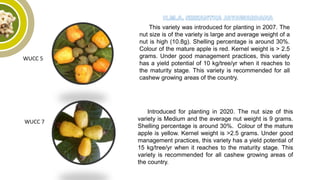 WUCC 5
This variety was introduced for planting in 2007. The
nut size is of the variety is large and average weight of a
nut is high (10.8g). Shelling percentage is around 30%.
Colour of the mature apple is red. Kernel weight is > 2.5
grams. Under good management practices, this variety
has a yield potential of 10 kg/tree/yr when it reaches to
the maturity stage. This variety is recommended for all
cashew growing areas of the country.
WUCC 7
Introduced for planting in 2020. The nut size of this
variety is Medium and the average nut weight is 9 grams.
Shelling percentage is around 30%. Colour of the mature
apple is yellow. Kernel weight is >2.5 grams. Under good
management practices, this variety has a yield potential of
15 kg/tree/yr when it reaches to the maturity stage. This
variety is recommended for all cashew growing areas of
the country.
 