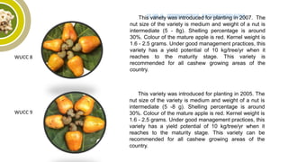 WUCC 8
This variety was introduced for planting in 2007. The
nut size of the variety is medium and weight of a nut is
intermediate (5 - 8g). Shelling percentage is around
30%. Colour of the mature apple is red. Kernel weight is
1.6 - 2.5 grams. Under good management practices, this
variety has a yield potential of 10 kg/tree/yr when it
reaches to the maturity stage. This variety is
recommended for all cashew growing areas of the
country.
WUCC 9
This variety was introduced for planting in 2005. The
nut size of the variety is medium and weight of a nut is
intermediate (5 -8 g). Shelling percentage is around
30%. Colour of the mature apple is red. Kernel weight is
1.6 - 2.5 grams. Under good management practices, this
variety has a yield potential of 10 kg/tree/yr when it
reaches to the maturity stage. This variety can be
recommended for all cashew growing areas of the
country.
 