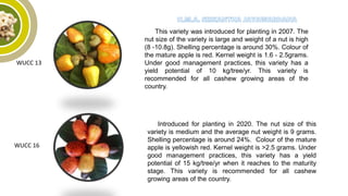 WUCC 13
This variety was introduced for planting in 2007. The
nut size of the variety is large and weight of a nut is high
(8 -10.8g). Shelling percentage is around 30%. Colour of
the mature apple is red. Kernel weight is 1.6 - 2.5grams.
Under good management practices, this variety has a
yield potential of 10 kg/tree/yr. This variety is
recommended for all cashew growing areas of the
country.
WUCC 16
Introduced for planting in 2020. The nut size of this
variety is medium and the average nut weight is 9 grams.
Shelling percentage is around 24%. Colour of the mature
apple is yellowish red. Kernel weight is >2.5 grams. Under
good management practices, this variety has a yield
potential of 15 kg/tree/yr when it reaches to the maturity
stage. This variety is recommended for all cashew
growing areas of the country.
 