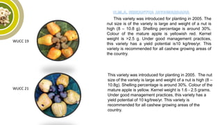 WUCC 19
This variety was introduced for planting in 2005. The
nut size is of the variety is large and weight of a nut is
high (8 – 10.8 g). Shelling percentage is around 30%.
Colour of the mature apple is yellowish red. Kernel
weight is >2.5 g. Under good management practices,
this variety has a yield potential is10 kg/tree/yr. This
variety is recommended for all cashew growing areas of
the country.
This variety was introduced for planting in 2005. The nut
size of the variety is large and weight of a nut is high (8 –
10.8g). Shelling percentage is around 30%. Colour of the
mature apple is yellow. Kernel weight is 1.6 - 2.5 grams.
Under good management practices, this variety has a
yield potential of 10 kg/tree/yr. This variety is
recommended for all cashew growing areas of the
country.
WUCC 21
 
