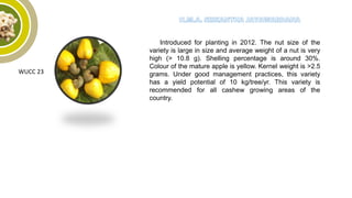 WUCC 23
Introduced for planting in 2012. The nut size of the
variety is large in size and average weight of a nut is very
high (> 10.8 g). Shelling percentage is around 30%.
Colour of the mature apple is yellow. Kernel weight is >2.5
grams. Under good management practices, this variety
has a yield potential of 10 kg/tree/yr. This variety is
recommended for all cashew growing areas of the
country.
 