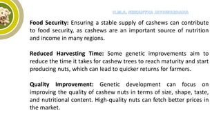 Food Security: Ensuring a stable supply of cashews can contribute
to food security, as cashews are an important source of nutrition
and income in many regions.
Reduced Harvesting Time: Some genetic improvements aim to
reduce the time it takes for cashew trees to reach maturity and start
producing nuts, which can lead to quicker returns for farmers.
Quality Improvement: Genetic development can focus on
improving the quality of cashew nuts in terms of size, shape, taste,
and nutritional content. High-quality nuts can fetch better prices in
the market.
 