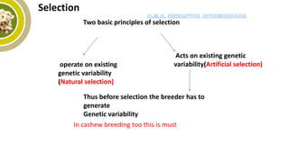 Two basic principles of selection
operate on existing
genetic variability
(Natural selection)
Thus before selection the breeder has to
generate
Genetic variability
In cashew breeding too this is must
Acts on existing genetic
variability(Artificial selection)
Selection
 