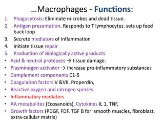 …Macrophages - Functions:
1. Phagocytosis: Eliminate microbes and dead tissue.
2. Antigen presentation. Responds to T lymphocytes. sets up feed
back loop
3. Secrete mediators of inflammation
4. Initiate tissue repair
5. Production of Biologically active products
• Acid & neutral proteases → tissue damage.
• Plasminogen activator → increase pro-inflammatory substances
• Complement components C1-5
• Coagulation factors V &VII, Properdin,
• Reactive oxygen and nitrogen species
• Inflammatory mediators
• AA metabolites (Ecosanoids), Cytokines IL 1, TNF,
• Growth factors (PDGF, FDF, TGF Β for smooth muscles, fibroblast,
extra-cellular matrix)
 