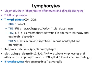 Lymphocytes
• Major drivers in inflammation of immune and chronic disorders
• T & B lymphocytes:
• T lymphocytes: CD4, CD8
– CD4 3 subsets:
– TH1: IFN γ macrophage activation in classic pathway
– TH2: IL-4, 5, 13 macrophage activation in alternate pathway and
eosinophil activation
– TH17: IL-17- chemokine secretion – recruit neutrophil and
monocytes
• Reciprocal relationship with macrophages
• Macrophage release IL-12, IL-1, TNF → activate lymphocytes and
other cells - lymphocytes release IFN γ, IL 4,5 to activate macrophage
• B lymphocytes: May develop into Plasma cells
 
