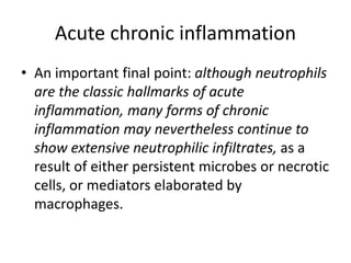 Acute chronic inflammation
• An important final point: although neutrophils
are the classic hallmarks of acute
inflammation, many forms of chronic
inflammation may nevertheless continue to
show extensive neutrophilic infiltrates, as a
result of either persistent microbes or necrotic
cells, or mediators elaborated by
macrophages.
 