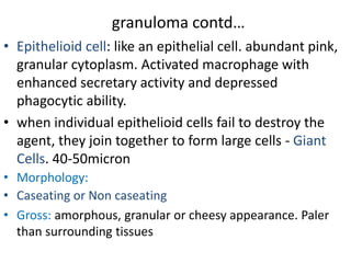 granuloma contd…
• Epithelioid cell: like an epithelial cell. abundant pink,
granular cytoplasm. Activated macrophage with
enhanced secretary activity and depressed
phagocytic ability.
• when individual epithelioid cells fail to destroy the
agent, they join together to form large cells - Giant
Cells. 40-50micron
• Morphology:
• Caseating or Non caseating
• Gross: amorphous, granular or cheesy appearance. Paler
than surrounding tissues
 