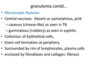 granuloma contd…
• Microscopic features
• Central necrosis: Absent or aamorphous, pink
– caseous (cheese-like) as seen in TB
– gummatous (rubbery) as seen in syphilis
• Collection of Epithelioid cells,
• Giant cell formation at periphery.
• Surrounded by rim of lymphocytes, plasma cells
• enclosed by fibroblasts and collagen. fibrosis
 