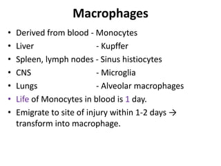 Macrophages
• Derived from blood - Monocytes
• Liver - Kupffer
• Spleen, lymph nodes - Sinus histiocytes
• CNS - Microglia
• Lungs - Alveolar macrophages
• Life of Monocytes in blood is 1 day.
• Emigrate to site of injury within 1-2 days →
transform into macrophage.
 
