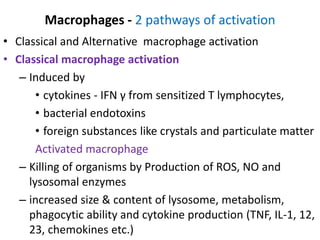 Macrophages - 2 pathways of activation
• Classical and Alternative macrophage activation
• Classical macrophage activation
– Induced by
• cytokines - IFN γ from sensitized T lymphocytes,
• bacterial endotoxins
• foreign substances like crystals and particulate matter
Activated macrophage
– Killing of organisms by Production of ROS, NO and
lysosomal enzymes
– increased size & content of lysosome, metabolism,
phagocytic ability and cytokine production (TNF, IL-1, 12,
23, chemokines etc.)
 