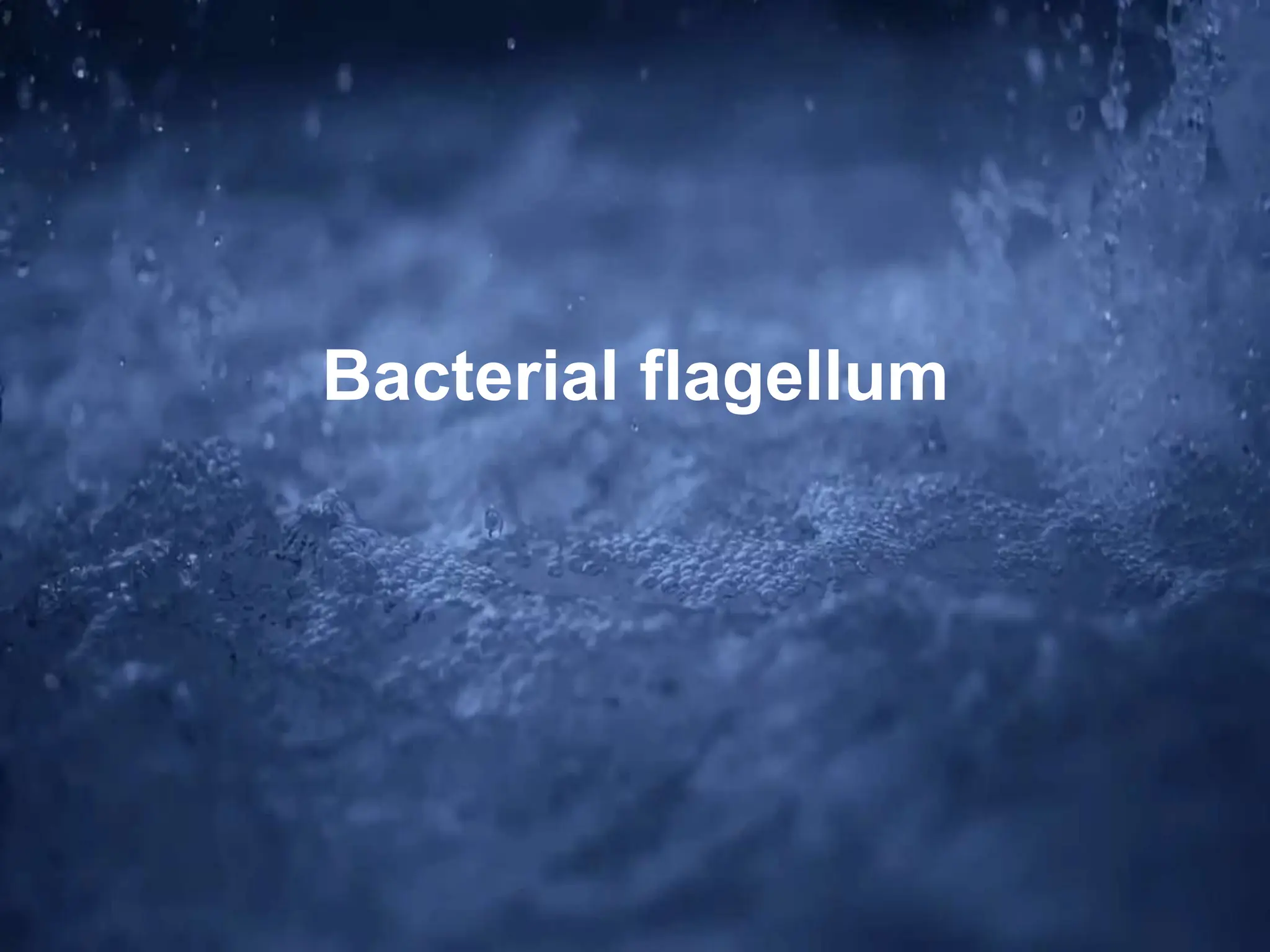 Bacterial flagellum
 