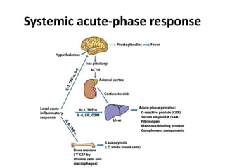 4. lecture four Molecular Mechanism of Inflammation.pptx