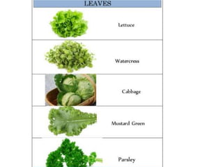 4. Classification of vegetables crops.pptx