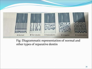 4.DENTIN.ppt dental histology 1st year Bds | PPT