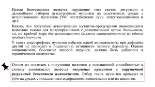 Целью биотехнолога является нарушение этих систем регуляции с
дальнейшим отбором ауксотрофных мутантов на селективных средах с
использованием мутагенов (УФ, рентгеновские лучи, нитрозосоединения и
др.).
Важно, что получение ауксотрофных мутантов-продуцентов аминокислоты
возможно только для микроорганизмов с разветвленной цепью биосинтеза,
т.е. по крайней мере две аминокислоты должны синтезироваться из одного
предшественника.
У таких ауксотрофных мутантов избыток одной аминокислоты при дефиците
другой не приводит к подавлению активности первого фермента. Однако
аминокислота, биосинтез которой нарушен, должна быть добавлена в
ограниченном количестве.
Одним из подходов к получению штаммов с повышенной способностью к
синтезу аминокислот является получение мутантов с нарушенной
регуляцией биосинтеза аминокислот. Отбор таких мутантов проводят in
vitro на средах с повышенным содержанием аминокислот или их аналогов.
 
