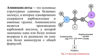 Аминокислоты – это основные
структурные единицы белковых
молекул, в которых одновременно
содержатся карбоксильные и
аминные группы. Аминокислота
является производным
карбоновой кислоты, у которой
замещены один или более атомов
водорода в их радикалах на одну
или более аминогрупп с общей
формулой.
Рис. 1. Структура аминокислоты
 