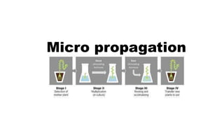 Micro propagation
 