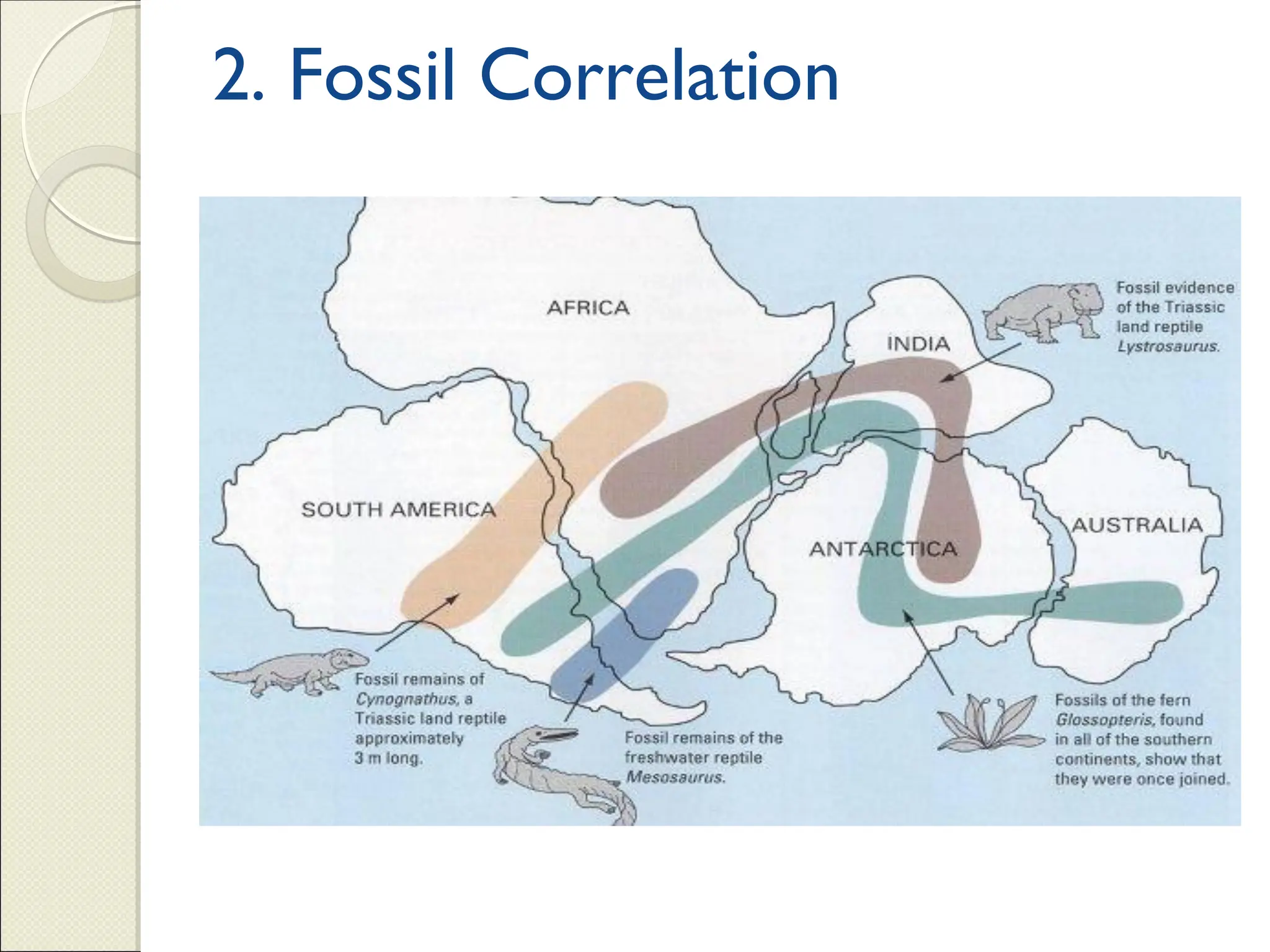 2. Fossil Correlation
 Evidence from
Fossils
Fossils- are preserved
remains or traces of
organisms(plants and
animals) from the
remote past.
 