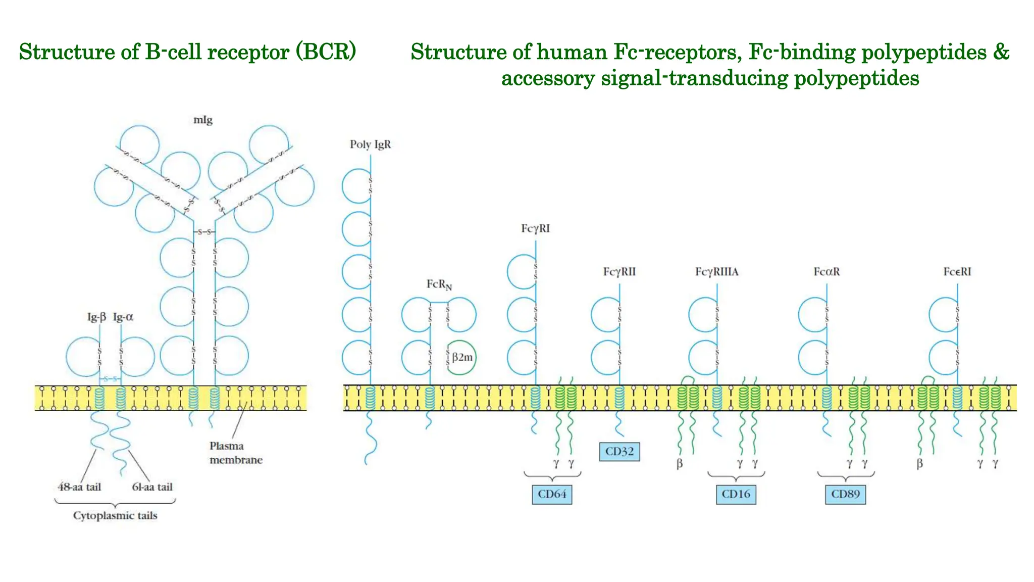 4. Nature of T cell B cell receptors.pptx