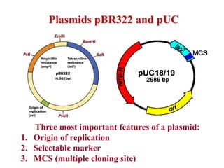 Plasmids pBR322 and pUC
Three most important features of a plasmid:
1. Origin of replication
2. Selectable marker
3. MCS (multiple cloning site)
 
