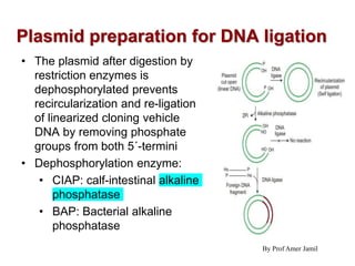 Plasmid preparation for DNA ligation
• The plasmid after digestion by
restriction enzymes is
dephosphorylated prevents
recircularization and re-ligation
of linearized cloning vehicle
DNA by removing phosphate
groups from both 5´-termini
• Dephosphorylation enzyme:
• CIAP: calf-intestinal alkaline
phosphatase
• BAP: Bacterial alkaline
phosphatase
By Prof Amer Jamil
 