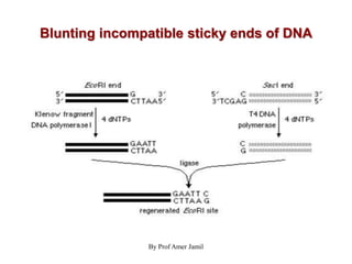 Blunting incompatible sticky ends of DNA
By Prof Amer Jamil
 