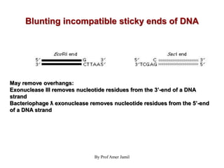 Blunting incompatible sticky ends of DNA
By Prof Amer Jamil
May remove overhangs:
Exonuclease III removes nucleotide residues from the 3’-end of a DNA
strand
Bacteriophage ƛ exonuclease removes nucleotide residues from the 5’-end
of a DNA strand
 