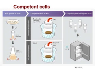 Ref. NEB
Competent cells
 