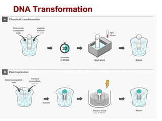 DNA Transformation
 